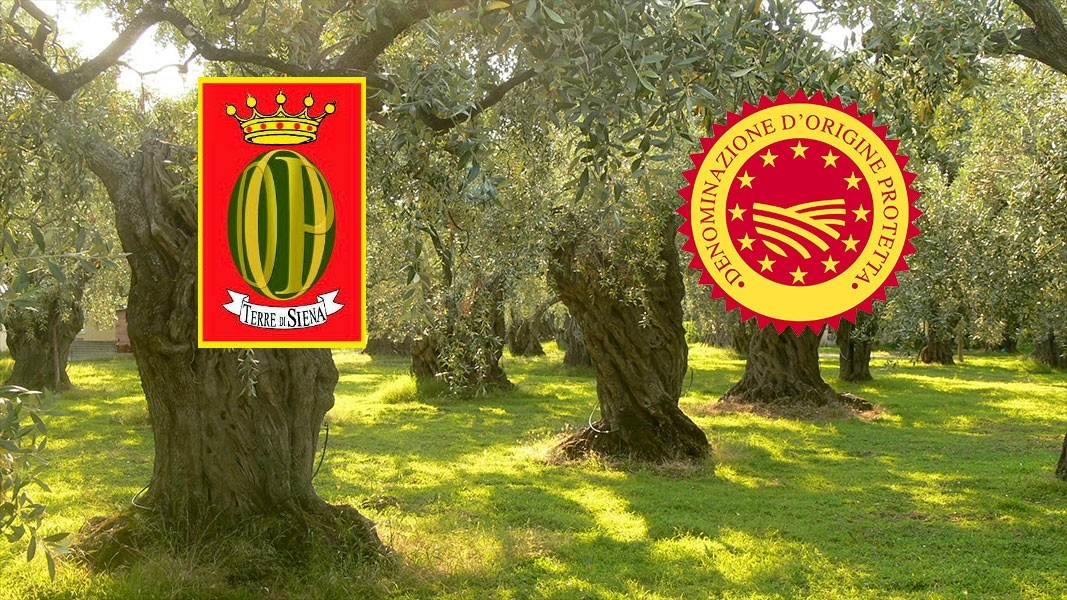 Land of Siena Olive Oil P.D.O.